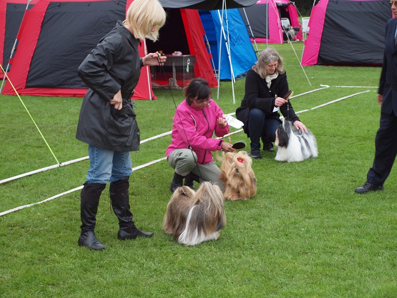 Shih Tzu Danmark